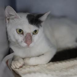Shelter Stray Male Cat last seen WESTLAWN, 4710 TX-151, San Antonio, TX 78227, USA