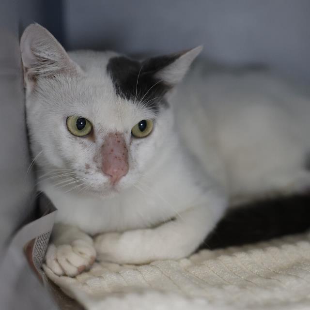Shelter Stray Male Cat last seen WESTLAWN, 4710 TX-151, San Antonio, TX 78227, USA