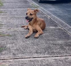 Shelter Stray Female Dog last seen MAGNOLIA BLUFF AND AZALEA SQUARE, 4710 TX-151, San Antonio, TX 78227, USA