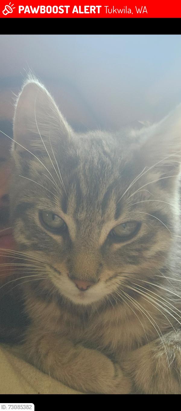 Lost Male Cat last seen Corner of 34th Ave S and S 135th St, Tukwila, WA 98168