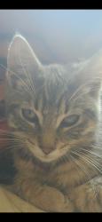 Lost Male Cat last seen Corner of 34th Ave S and S 135th St, Tukwila, WA 98168