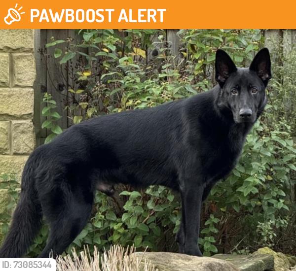 Found/Stray Unknown Dog last seen NW 206th St and Rockwell, Edmond, OK 73012, Oklahoma County, OK 73012