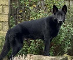 Found/Stray Unknown Dog last seen NW 206th St and Rockwell, Edmond, OK 73012, Oklahoma County, OK 73012