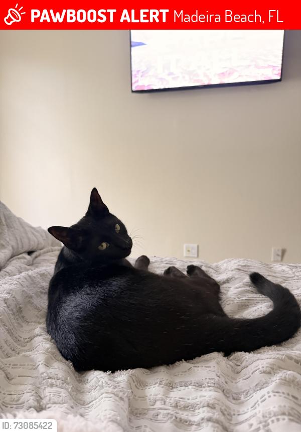 Lost Male Cat last seen Ran out of hse by smugglers cove golf, Madeira Beach, FL 33708