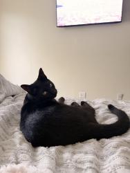 Lost Male Cat last seen Ran out of hse by smugglers cove golf, Madeira Beach, FL 33708