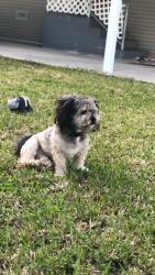Reunited Male Dog last seen Glenwood and 6th avenue, New Port Richey, FL 34652