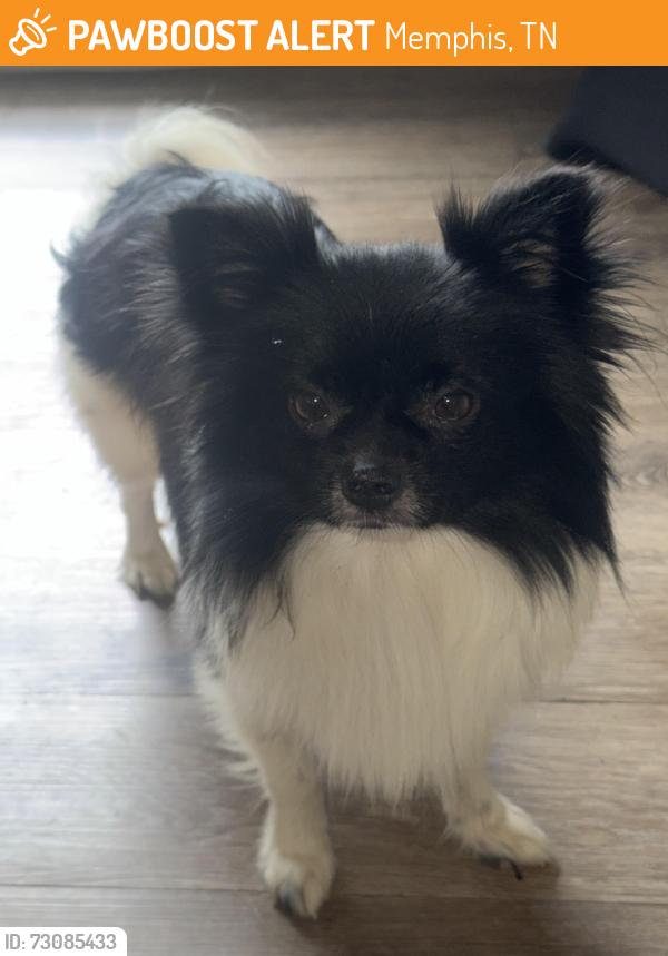 Found/Stray Male Dog last seen Winchester, Memphis, TN 38115