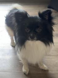 Found/Stray Male Dog last seen Winchester, Memphis, TN 38115