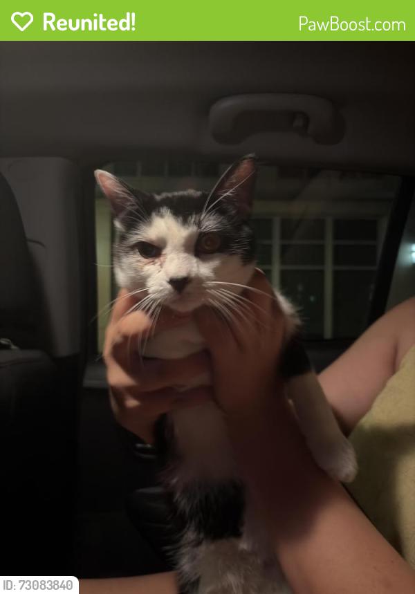 Reunited Female Cat last seen 14th and Riggs, Washington, DC 20009