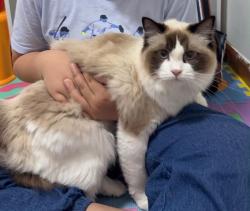 Lost Female Cat last seen Aquia Fifteen/DDG building/Motel 6, Stafford, VA 22554