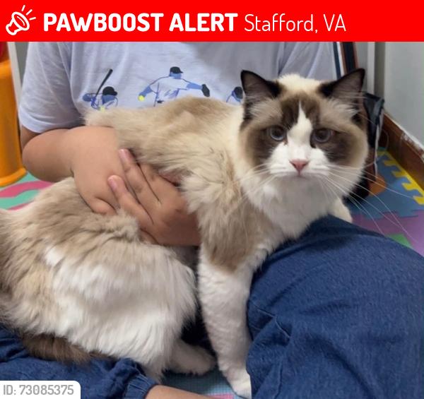 Lost Female Cat last seen Aquia Fifteen/DDG building/Motel 6, Stafford, VA 22554