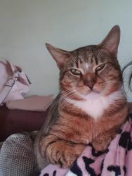 Lost Male Cat last seen Southampton General hosp, Southampton, England SO16
