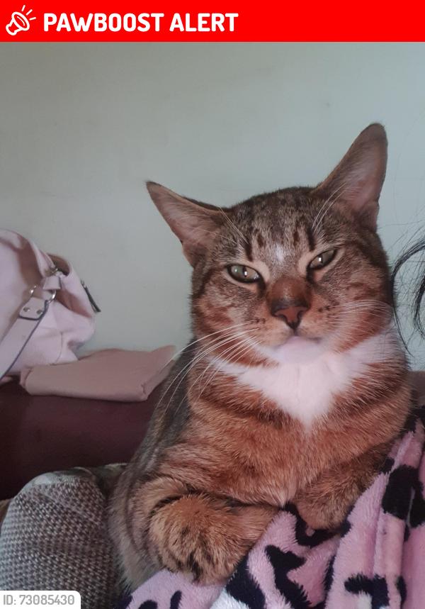 Lost Male Cat last seen Southampton General hosp, Southampton, England SO16