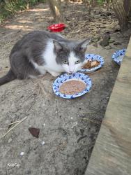 Found/Stray Unknown Cat last seen Georgesville Sq & Holt Rd, Columbus, OH 43228