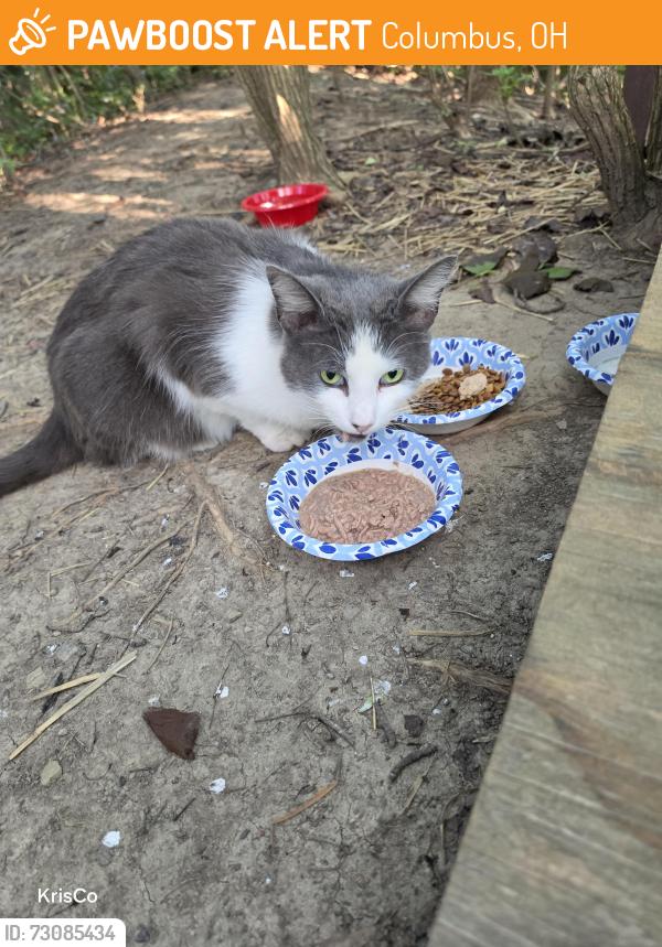 Found/Stray Unknown Cat last seen Georgesville Sq & Holt Rd, Columbus, OH 43228