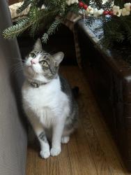 Lost Male Cat last seen Sacred grounds reclaimed coffee shop, Lafayette, IN 47901