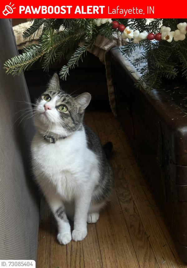 Lost Male Cat last seen Sacred grounds reclaimed coffee shop, Lafayette, IN 47901