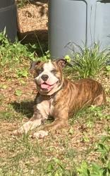 Found/Stray Male Dog last seen Marsh Creek area behind Lucerne; between Lucerne and Capital, Raleigh, NC 27604