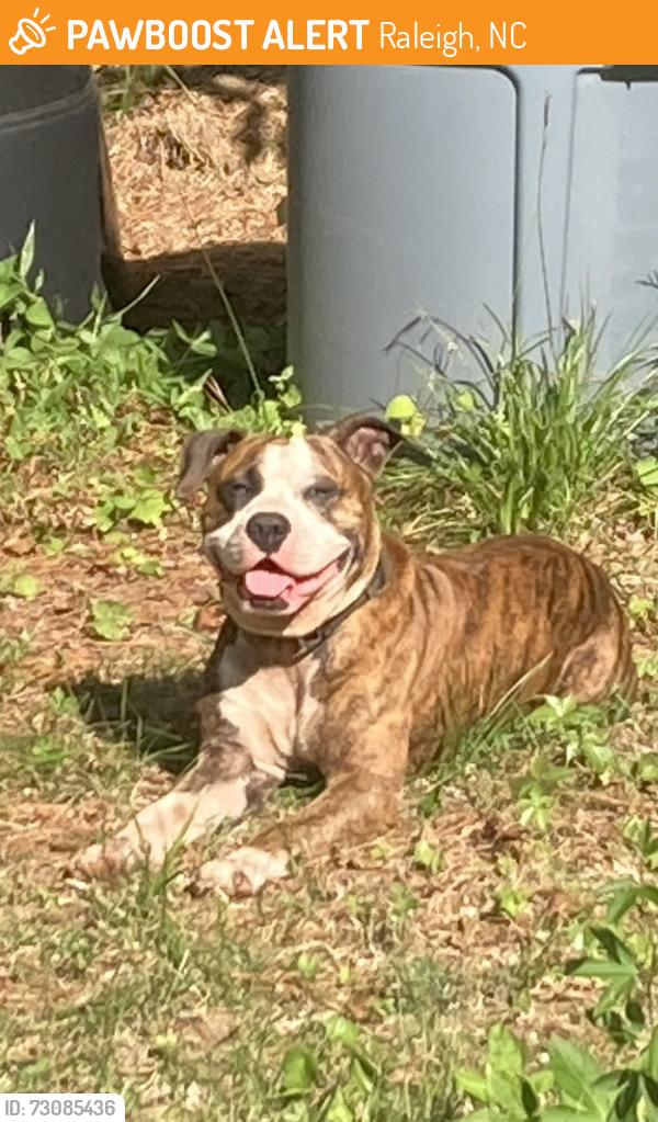 Found/Stray Male Dog last seen Marsh Creek area behind Lucerne; between Lucerne and Capital, Raleigh, NC 27604