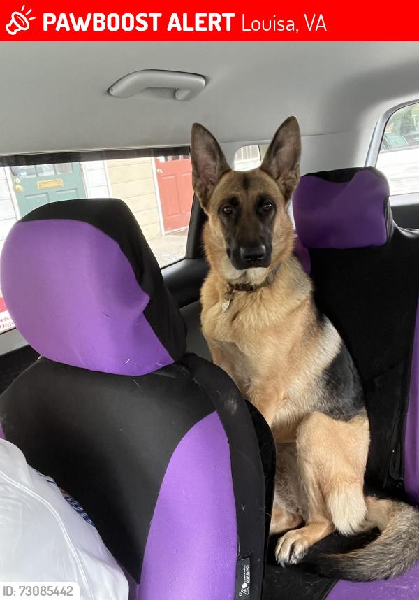 Lost Female Dog last seen Grooms lane, Louisa, VA 23093