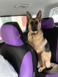 Lost Female Dog last seen Grooms lane, Louisa, VA 23093