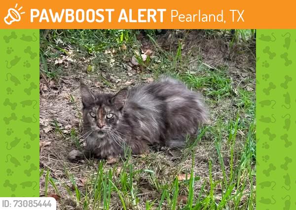 Found/Stray Unknown Cat last seen Oiler Dr and Pearland Parkway, Pearland, TX 77581