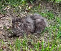Found/Stray Unknown Cat last seen Oiler Dr and Pearland Parkway, Pearland, TX 77581