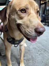 Reunited Male Dog last seen Last seen behind My Eye Dr, Birmingham, AL 35216