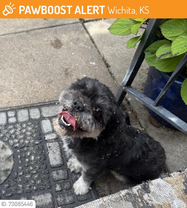 Found/Stray Male Dog last seen Payne Avenue and 14th Street North, Wichita, KS 67203