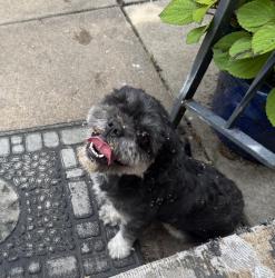 Found/Stray Male Dog last seen Payne Avenue and 14th Street North, Wichita, KS 67203