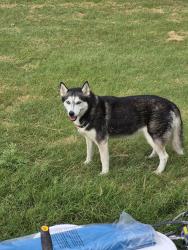 Lost Female Dog last seen Chloe drive, Converse, TX 78109