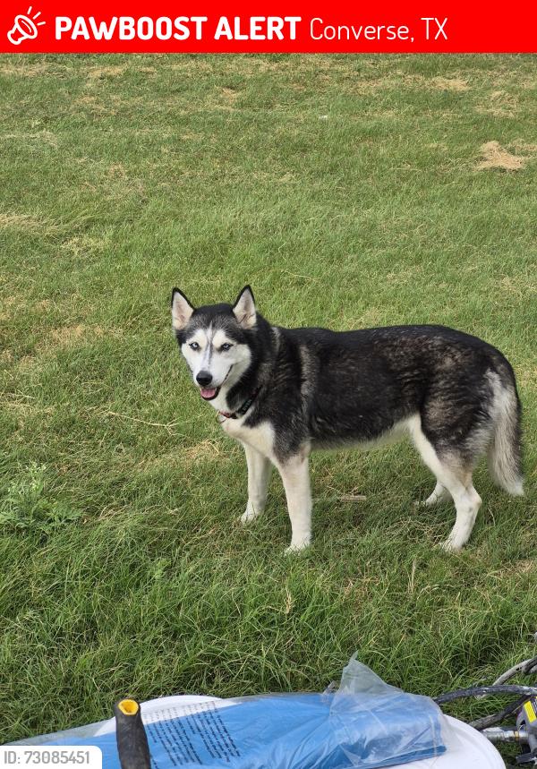 Lost Female Dog last seen Chloe drive, Converse, TX 78109