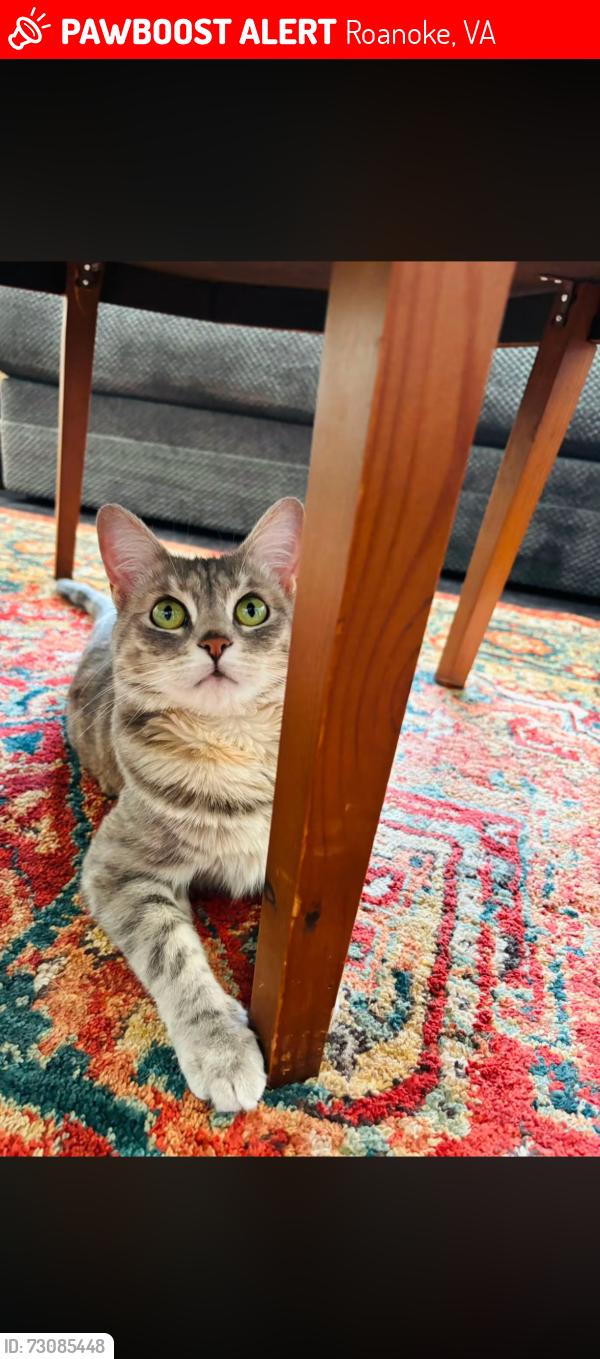 Lost Female Cat last seen Denniston, Memorial, Berkley, Roanoke, VA 24015