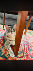 Lost Female Cat last seen Denniston, Memorial, Berkley, Roanoke, VA 24015