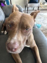 Lost Female Dog last seen by the old pratt and whitney building, Columbus, GA 31820