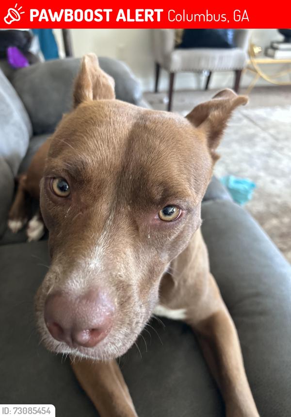 Lost Female Dog last seen by the old pratt and whitney building, Columbus, GA 31820