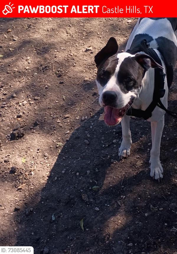 Lost Female Dog last seen Highland apartments, Castle Hills, TX 78213