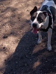 Lost Female Dog last seen Highland apartments, Castle Hills, TX 78213