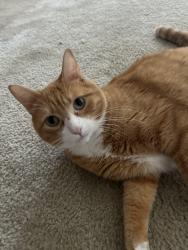 Lost Male Cat last seen Shell road, bayville apmt complex, Virginia Beach, VA 23455