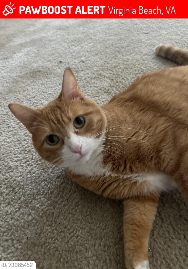 Lost Male Cat last seen Shell road, bayville apmt complex, Virginia Beach, VA 23455