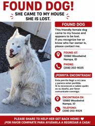 Found/Stray Female Dog last seen Roosevelt ave, Nampa, ID 83651
