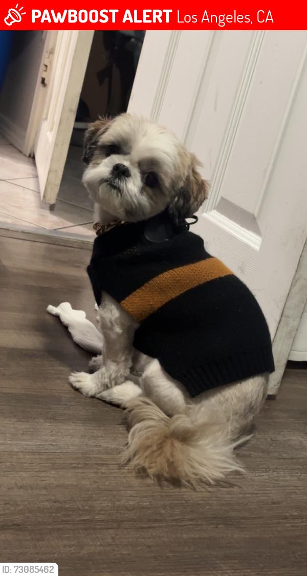 Found/Stray Male Dog last seen Near E Vernon Ave, Los Angeles, CA 90011, USA, Los Angeles, CA 90011