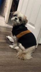 Found/Stray Male Dog last seen Near E Vernon Ave, Los Angeles, CA 90011, USA, Los Angeles, CA 90011