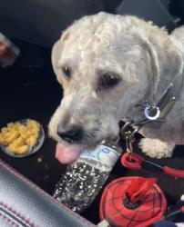 Lost Male Dog last seen Timber lane dr, Monroe, NC 28110