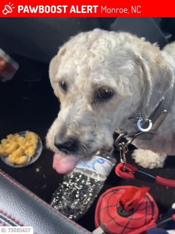 Lost Male Dog last seen Timber lane dr, Monroe, NC 28110