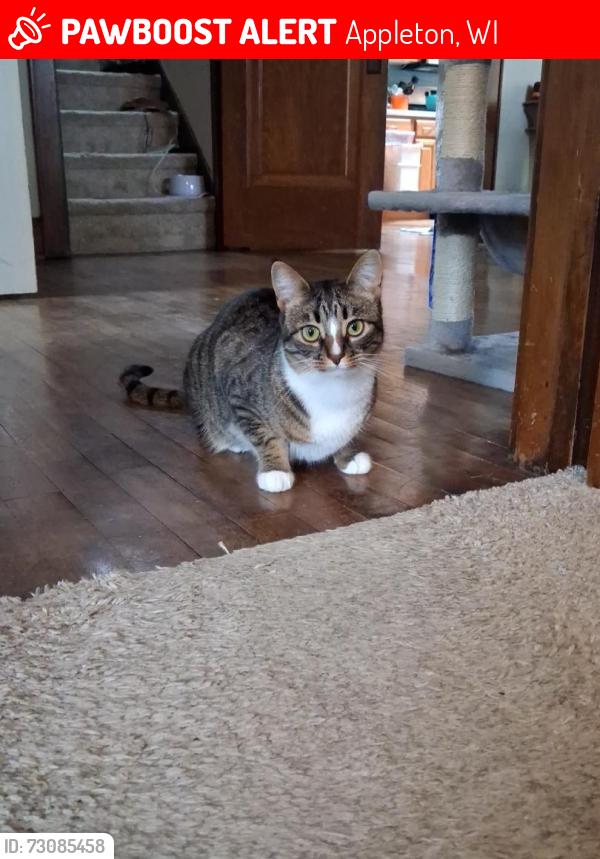 Lost Female Cat last seen Brewster and clark, Appleton, WI 54911