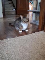 Lost Female Cat last seen Brewster and clark, Appleton, WI 54911