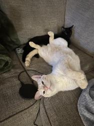 Lost Male Cat last seen Near the racetrack., Vivian, LA 71082
