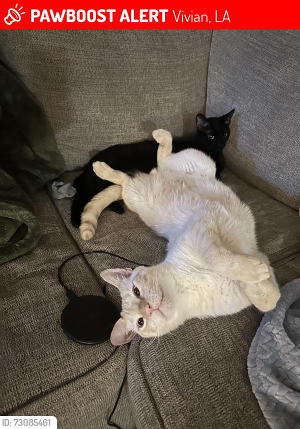 Lost Male Cat last seen Near the racetrack., Vivian, LA 71082