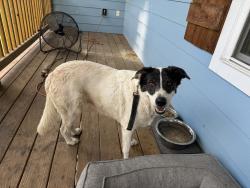 Found/Stray Female Dog last seen Portman rd, Montgomery County, TX 77306